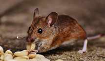 24 Hour & Emergency Exterminators in SM, KS
